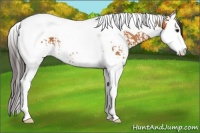 Horse Color:White Spotted Buckskin Splash Tobiano 