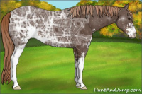 Horse Color:Liver Chestnut Ice Sabino 