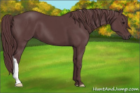 Horse Color:Chocolate Black 