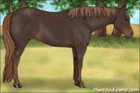 Horse Color:Liver Chestnut 