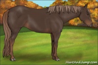 Horse Color:Liver Chestnut