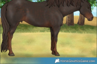 Horse Color:Liver Chestnut 