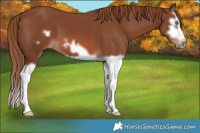 Horse Color:Chestnut Splash Frame