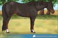 Horse Color:Liver Chestnut 