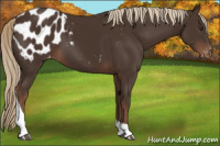 Horse Color:Liver Chestnut Tobiano Appaloosa