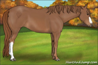 Horse Color:Chestnut 