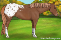 Horse Color:Chestnut Appaloosa 