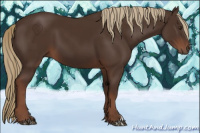Horse Color:Liver Chestnut 