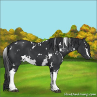 Horse Color:White Spotted Black 