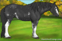 Horse Color:White Spotted Black 