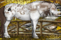 Horse Color:White Spotted Classic Champagne Tobiano Frame Appaloosa Rabicano 