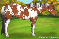 Horse Color:White Spotted Brown 
