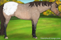 Horse Color:Bay Roan Dun Appaloosa