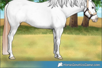 Horse Color:Bay Dun Appaloosa 