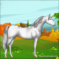 Horse Color:Gray White Spotted Brown Ice Dun Mushroom Sabino 