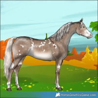 Horse Color:White Spotted Liver Red Dun Mushroom Sabino 