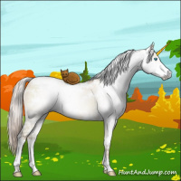 Horse Color:Gray White Spotted Chocolate Palomino Pearl Dun Sabino Brindle 