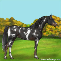 Horse Color:White Spotted Liver Chestnut 