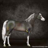 Horse Color:Liver Chestnut Mushroom Splash 