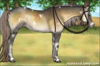 Horse Color:White Spotted Chocolate Palomino Onyx Tobiano Rabicano Brindle