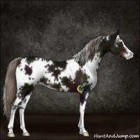 Horse Color:White Spotted Midnight Chocolate Palomino Sabino