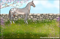 Horse Color:Brown Appaloosa 