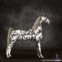 Horse Color:Liver Chestnut Appaloosa 