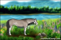 Horse Color:Liver Red Dun Sabino