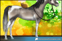 Horse Color:Grullo Onyx Tobiano 
