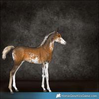 Horse Color:White Spotted Chocolate Palomino Mushroom 
