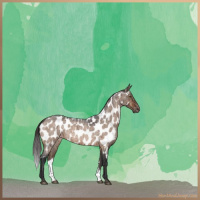 Horse Color:Brown Roan Dun Appaloosa Brindle 