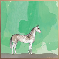 Horse Color:Brown Dun Sabino