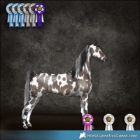 Horse Color:Brown Roan Dun Appaloosa