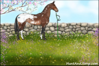 Horse Color:White Spotted Brown Appaloosa