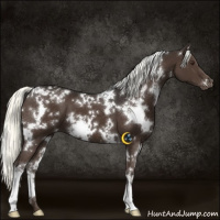 Horse Color:White Spotted Liver Chestnut Mushroom Appaloosa 