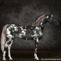 Horse Color:White Spotted Liver Chestnut Ice 