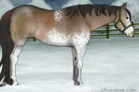 Horse Color:White Spotted Liver Chestnut Sabino 