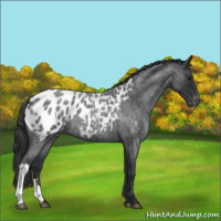 Horse Color:Blue Roan Near Leopard 