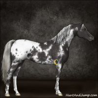 Horse Color:White Spotted Liver Chestnut Mushroom Varnish