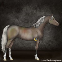 Horse Color:Liver Chestnut Mushroom Sabino Rabicano 