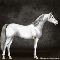 Horse Color:White Spotted Liver Chestnut Mushroom Sabino