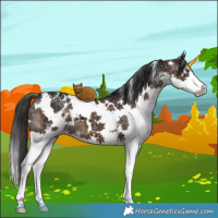 Horse Color:White Spotted Brown Ice Dun Splash Brindle 