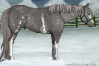 Horse Color:Platinum White Spotted Chocolate Palomino Rabicano