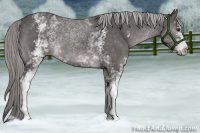 Horse Color:Platinum White Spotted Chocolate Palomino