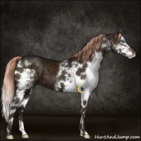 Horse Color:White Spotted Liver Chestnut Ice Splash 