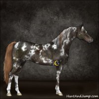 Horse Color:White Spotted Liver Chestnut Ice 