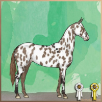 Horse Color:Liver Red Dun Appaloosa 