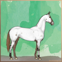 Horse Color:Liver Red Dun Appaloosa 