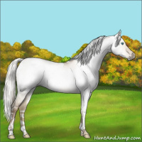 Horse Color:Gray White Spotted Chocolate Palomino Pearl Dun