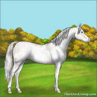 Horse Color:Gray White Spotted Chocolate Palomino Ice Pearl Dun Mushroom Sabino Rabicano Brindle 